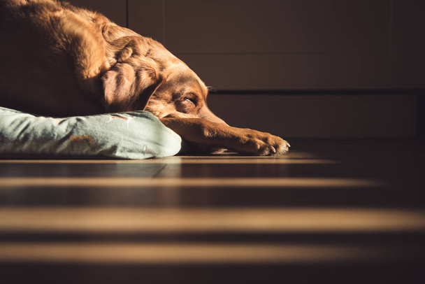 A senior fox red Labrador Retriever gun dog asleep at home on a comfortable bed with shafts of sunlight from a window in a dreams, heaven and pet death with copy space - Foto, imagen