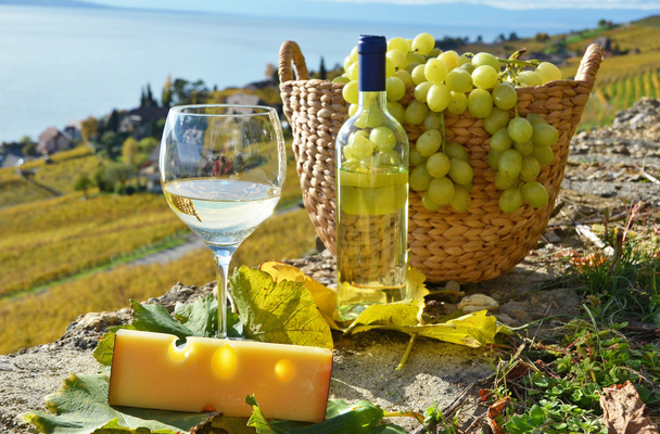 Вино, виноград. Регіоні Lavaux регіону, Швейцарія  - Фото, зображення