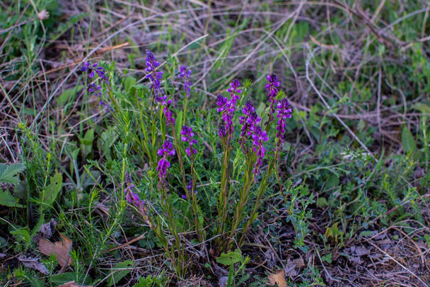 Polygala vulgaris, known as the common milkwort, is a herbaceous perennial plant of the family Polygalaceae. Polygala vulgaris subsp. oxyptera, Polygalaceae. Wild plant shot in summer. - Fotografie, Obrázek