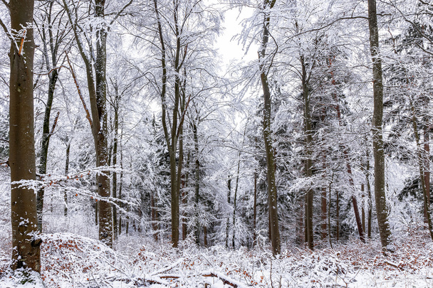 Winter Wonderland - Zdjęcie, obraz