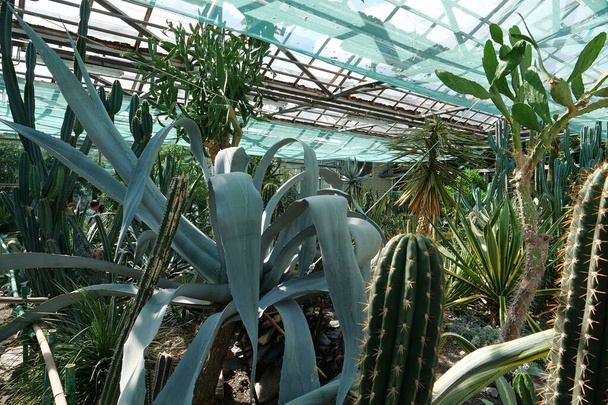Green cactuses grows in greenhouse. Cultivation and protection of rare plant species listed in the Red Book. Green trees in hothouse, environmental safety and reliability - 写真・画像