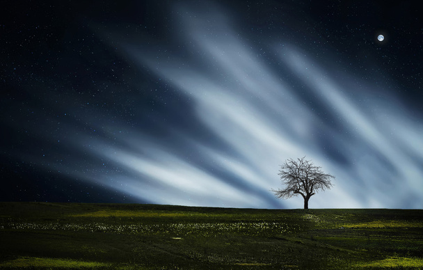 trockener Baum in der Nacht - Foto, Bild