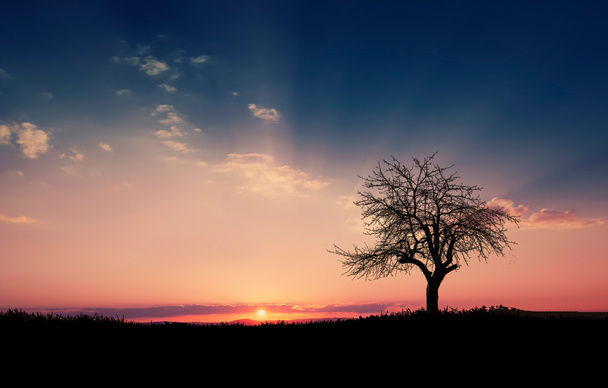 дерево на заході сонця
 - Фото, зображення