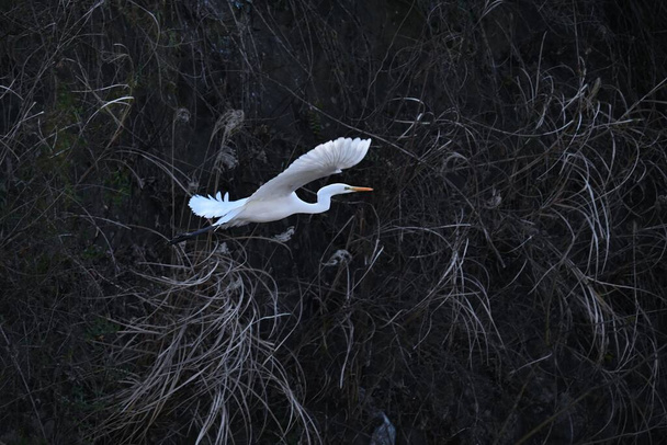 A white egret in a stream. Background material of wild birds. - Φωτογραφία, εικόνα