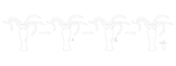 Hydra budding. Asexual Reproduction. Black and white illustration. - Vector, afbeelding
