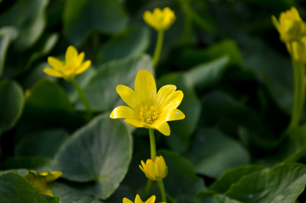 Spring primroses - Photo, Image