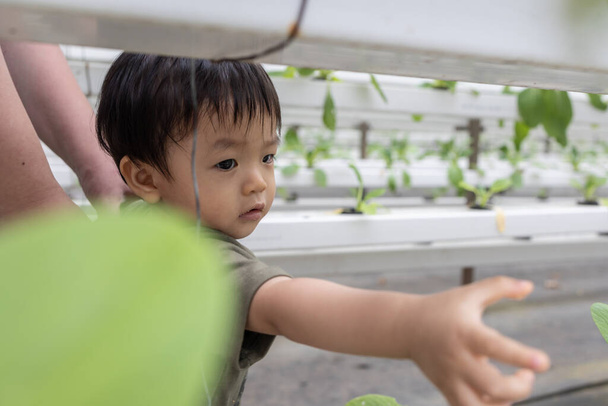 Happy Asian Chinese kid visiting Organic Hydroponic butterhead leaf lettuce vegetables plantation in aquaponics system - Valokuva, kuva