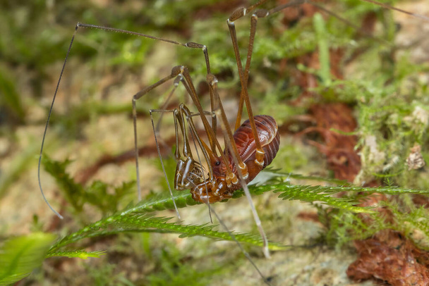 Macro image de visage unique regarder araignée d'Opiliones Spider également connu sous le nom de moissonneurs araignée - Photo, image