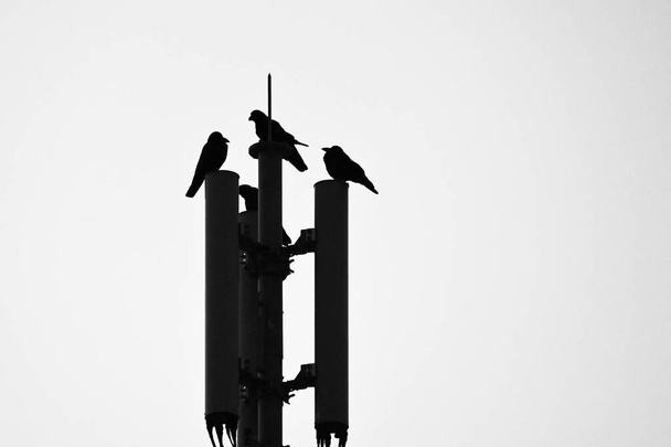 Crows. Bird background image. Passeriformes Corvidae. Crows are among the most intelligent birds. - Photo, Image