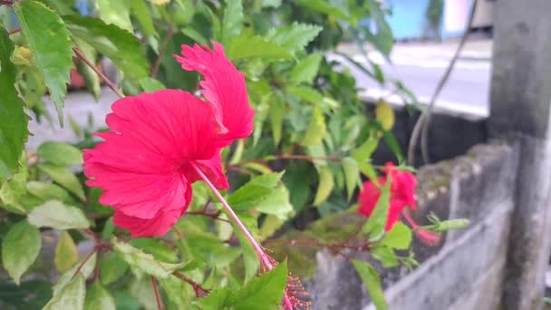 Red Hibiscus flowers blooming in the garden. - Séquence, vidéo