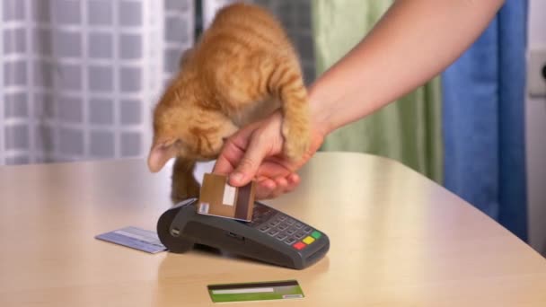 LOW MOTION, FLOSE UP: Ginger curioso peludo bebê gato distrai proprietário irreconhecível ao usar um terminal de pagamento para concluir a sua compra. Gatinho brinca com a pessoa usando um cartão de crédito. - Filmagem, Vídeo