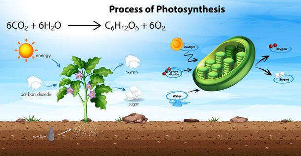 Process of photosynthesis diagram illustration - ベクター画像