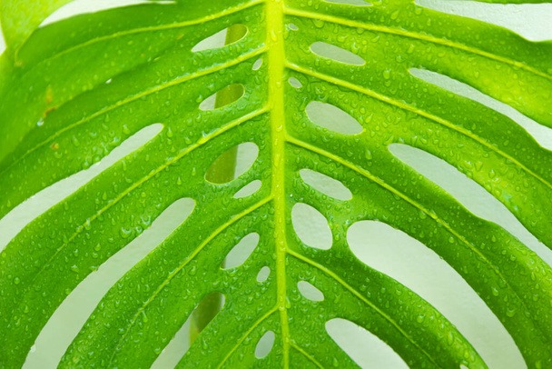 Monstera leaf pattern with fresh drops of water nature background - Fotoğraf, Görsel