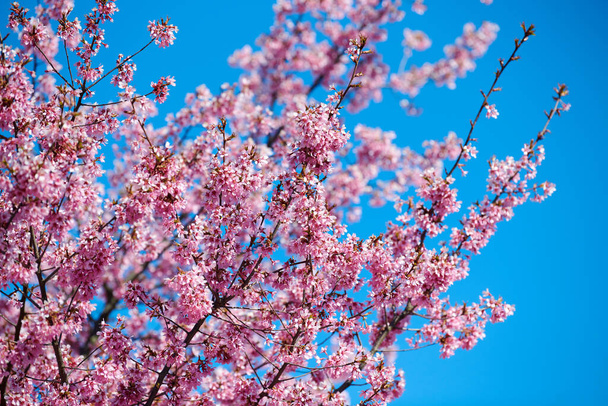 Pink cherry blossom, beautiful pink flowers of japanese cherry tree on blue sky background in city garden, detailed prunus branch blossom. Pink sakura flowers in spring bloom on tree branch - Valokuva, kuva