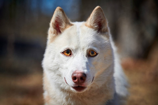Siberian Husky cane con occhi enormi, divertente sorpreso Husky cane con grandi occhi confusi, carino emozioni eccitate cane. Pazzo sguardo scioccato di bianco siberiano cane husky, premuroso e pietoso - Foto, immagini
