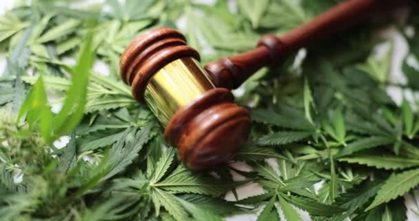 Молоток судьи лежит на зеленых листьях марихуаны крупным планом 4К фильма замедленной съемки. Уголовное преследование за хранение и распространение наркотиков - Кадры, видео