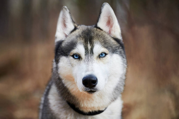 Siberian Husky dog portrait with blue eyes and gray coat color, cute sled dog breed. Friendly husky dog portrait outdoor forest background, walking with beautiful adult pet, favorite breed of dog - 写真・画像