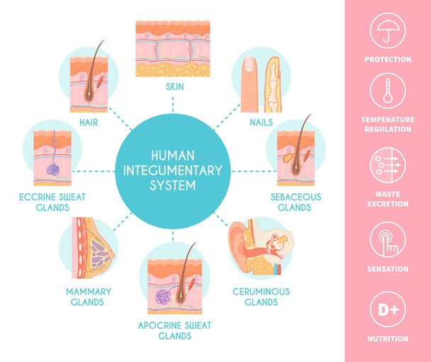 Human integumentary system scheme depicting skin layers nails hair sebaceous sweat and mammary glands flat vector illustration - Vektor, kép