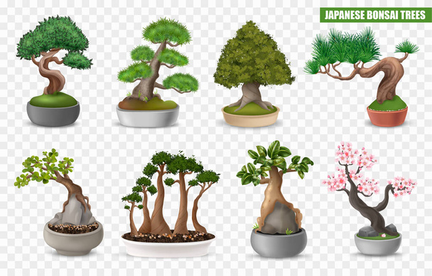 Realistic japanese bonsai tree icons set on transparent background isolated vector illustration - Vettoriali, immagini