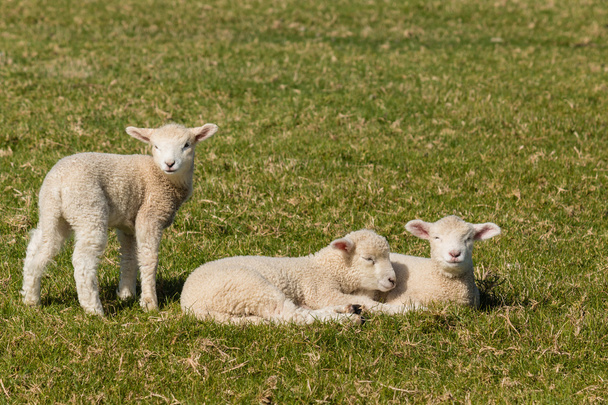tři malé ovečky - Fotografie, Obrázek