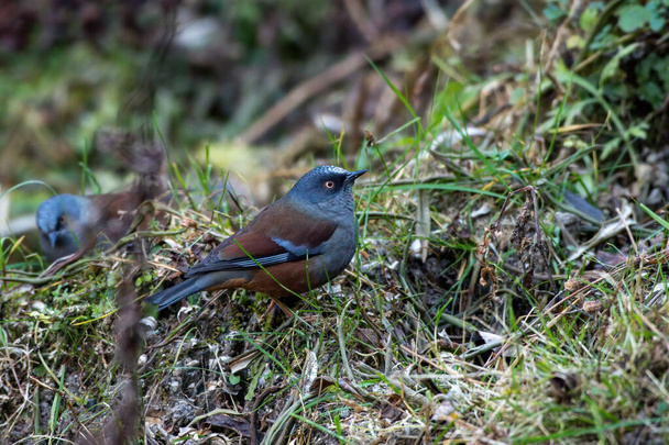 Maroon-backed accentor (Prunella immaculata) photographed near Lachen in North Sikkim, India - Photo, Image