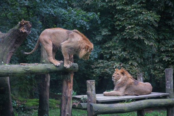 Dos leones sobre madera en el bosque
  - Foto, Imagen