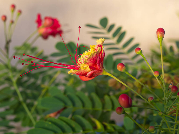 Červený pták rajského květu na Filipínách. - Fotografie, Obrázek