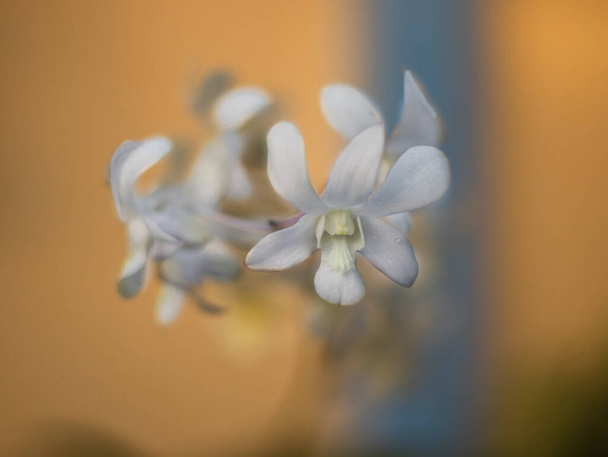 Fehér orchidea a Fülöp-szigeteken. - Fotó, kép