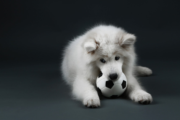 Lovable Samoyed dog playing with ball on dark background - Foto, afbeelding