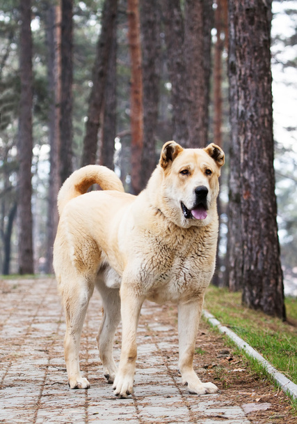 pies Owczarek środkowoazjatycki  - Zdjęcie, obraz