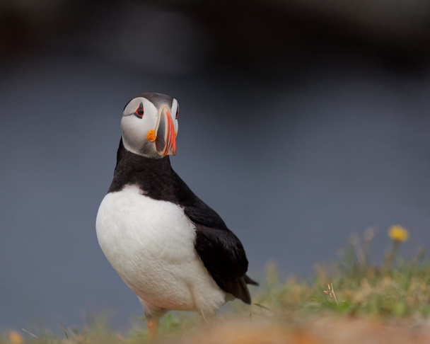 Puffin - Photo, Image