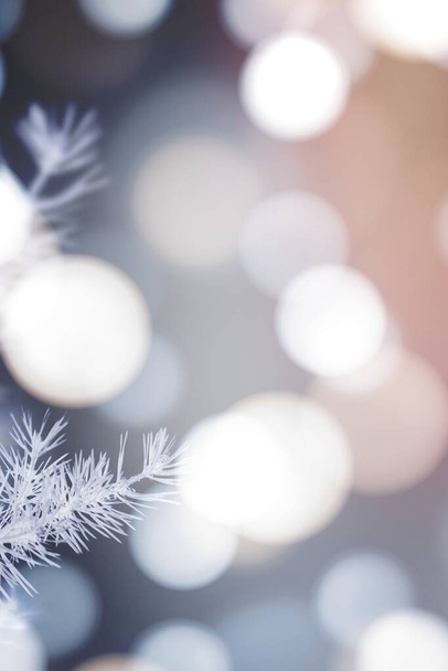Frosty boom met witte bokeh lichten achtergrond - Foto, afbeelding