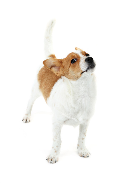 Симпатичный пес с косточкой роуайда на красной ленте изолирован на белом фоне
 - Фото, изображение