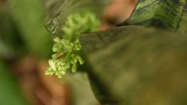 Zunge der Schwiegermutter oder Schlangenpflanze blüht im Garten - Filmmaterial, Video