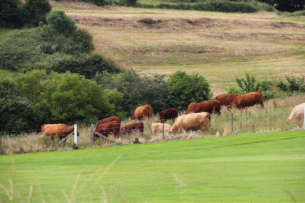 Βοοειδή βόσκουν στο καλλιεργήσιμο έδαφος - Φωτογραφία, εικόνα