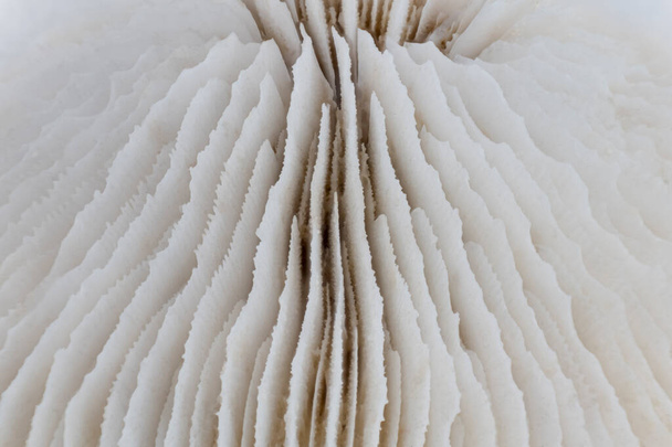 Macro image of a skeleton of a plate coral. Abstract background with high depth of field - 写真・画像