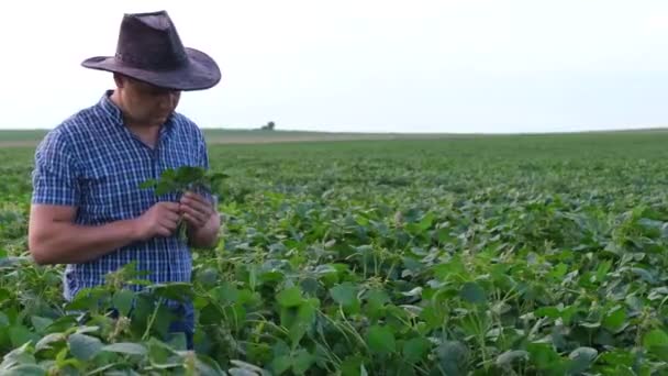 Kovboy şapkalı genç bir çiftçi taze yeşil soya fasulyeleriyle dolu bir tarlanın ortasında duruyor ve genç bitkileri inceliyor. Bitkilerin tarım teftişi. Tarım santrallerinin ekilmesi - Video, Çekim