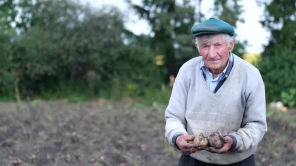 Gyűjts krumplit a saját kertedből. Egy öreg dolgozó nagyapa áll a földön, és krumplit mutat. Termékeny csernozem - Felvétel, videó