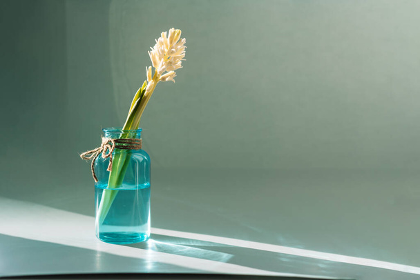 Blooming hyacinth in a blue water bottle under a sunbeam. - Photo, Image