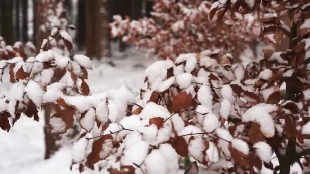 Dry leaves on the branches, covered with snow. - Metraje, vídeo