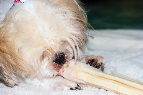 Close up de Shih tzu cão mastigar um osso
 - Foto, Imagem