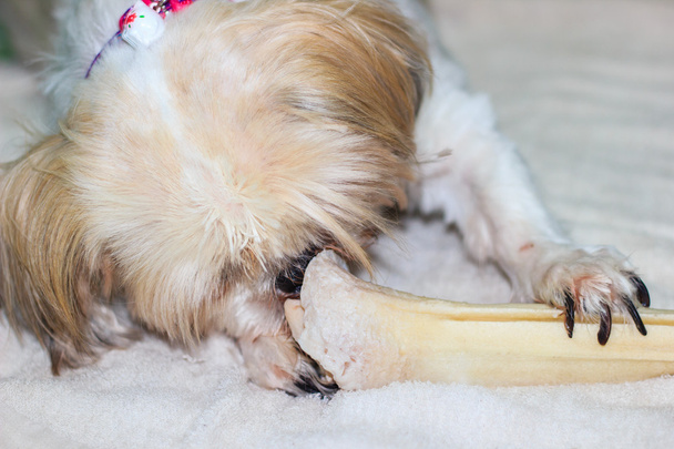 крупним планом Ши-тцу собака жувальної на кістки - Фото, зображення