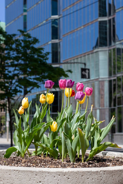 Tulipanes en macizo de flores con edificios en el centro de Ottawa en Canadá. Primavera en la ciudad. - Foto, imagen