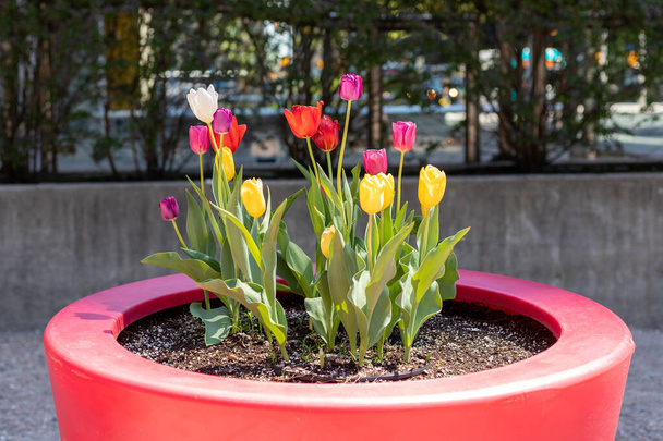 Florero con tulipanes en el centro de Ottawa en Canadá. Vista de primavera ciudad. - Foto, imagen