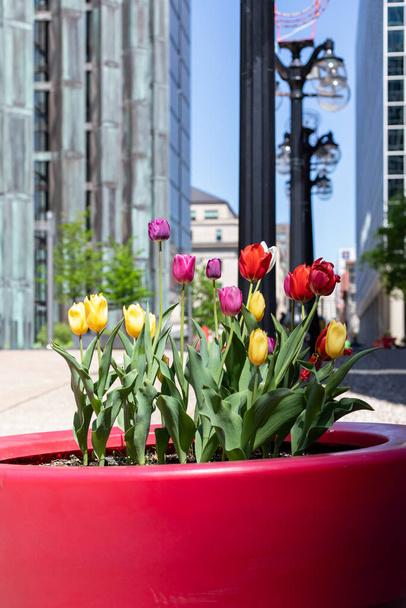 Kanada 'nın Ottawa şehrinde arka planda laleleri ve binaları olan çiçek tarhı. Bahar şehri manzarası. - Fotoğraf, Görsel