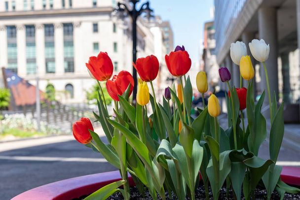 Florero con tulipanes y edificios en el fondo en el centro de Ottawa en Canadá. Primavera en la ciudad. - Foto, imagen
