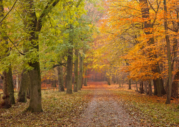 Pathway in the autumn forest - Zdjęcie, obraz