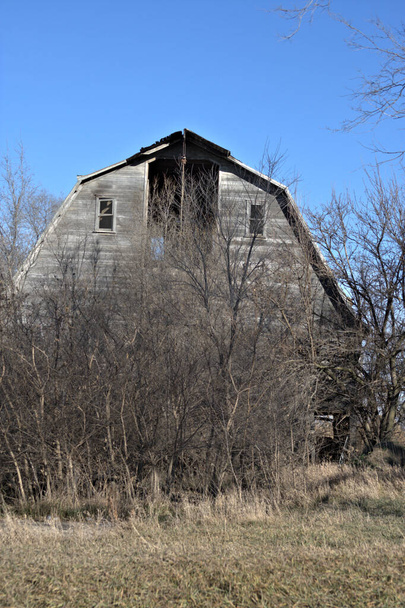 Obrovská stará ošlehaná stodola s chybějícími dveřmi seníku obklopená křovím a stromy v ranním slunci. - Fotografie, Obrázek