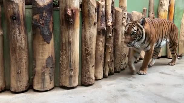 Egy erős tigris közelkép. Egy tigris tekintete. A tigris szeme. Tigris profil. Teljesen rendíthetetlen és magabiztos. Állatvilág. Készletfelvétel. 4K.  - Felvétel, videó