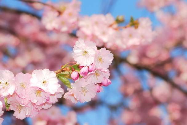 Kirschblüten - Foto, Bild